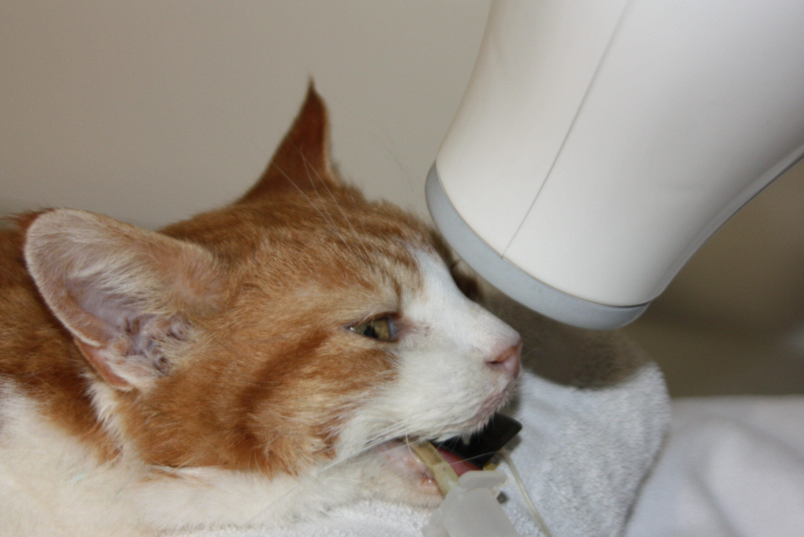 Über uns dentalröntgen katze zuschnitt