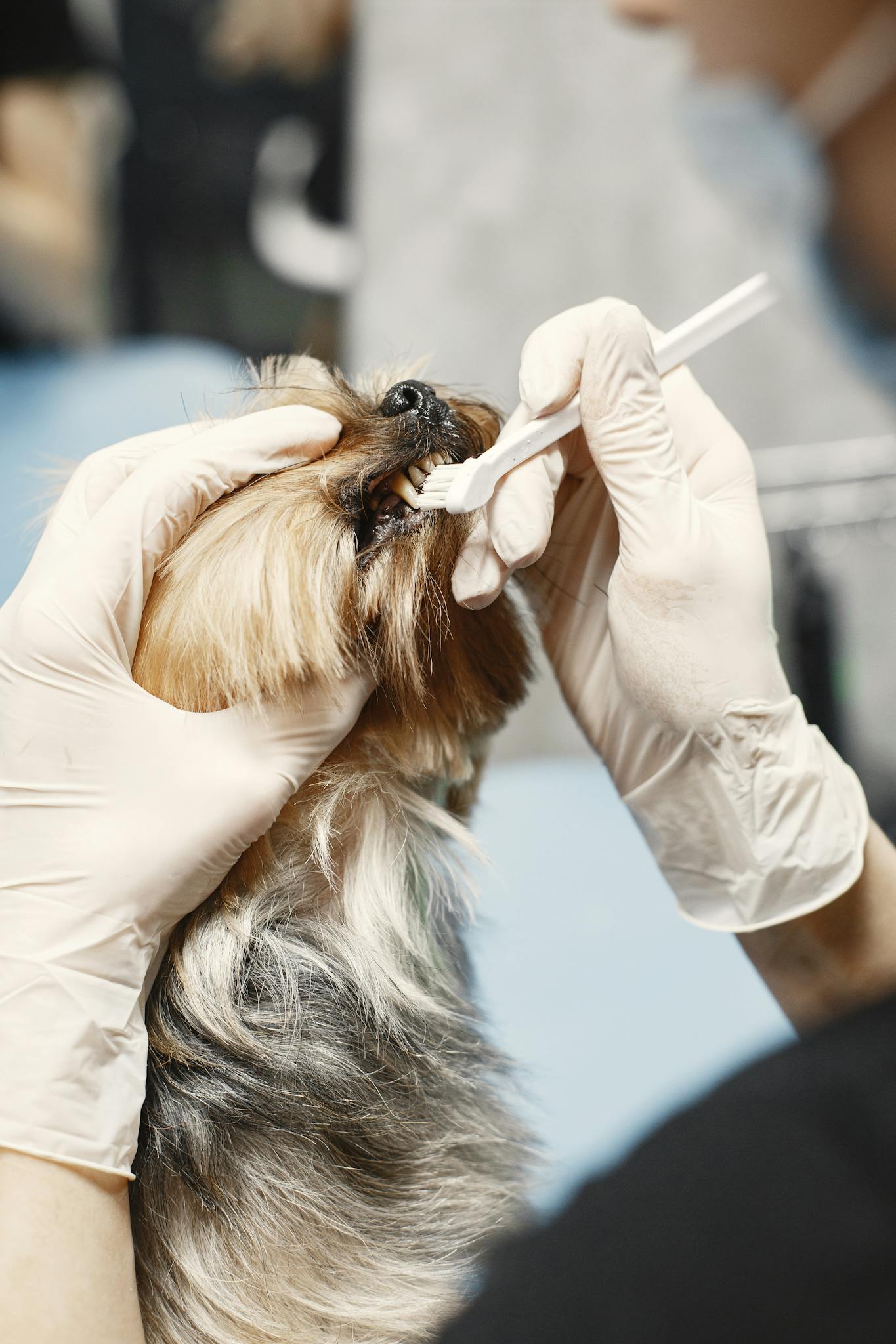Leistungen Veterinarian cleaning a small dog